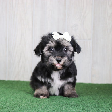Betty - Available 5/14
