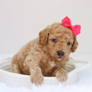 Beverly - Available 9/3