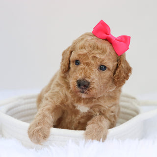 Beverly - Available 9/3