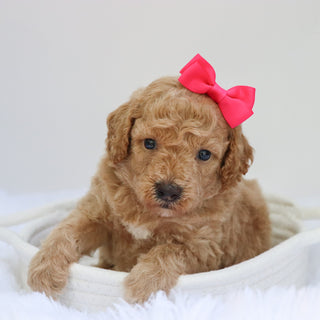 Beverly - Available 9/3