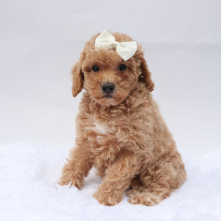 Beverly - Available 9/3