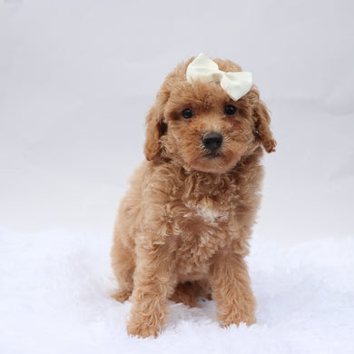 Beverly - Available 9/3