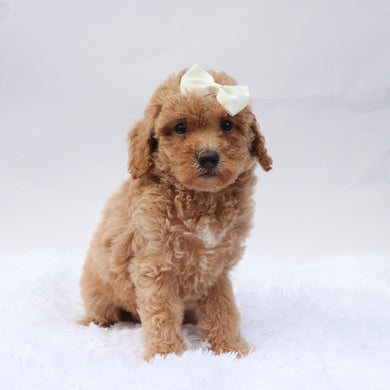 Beverly - Available 9/3