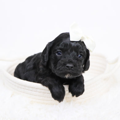 Beverly - Available 12/3