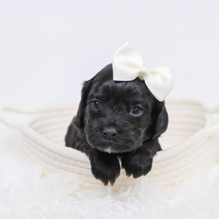 Beverly - Available 12/3