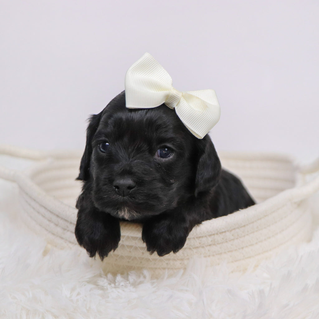 Beverly - Available 12/3