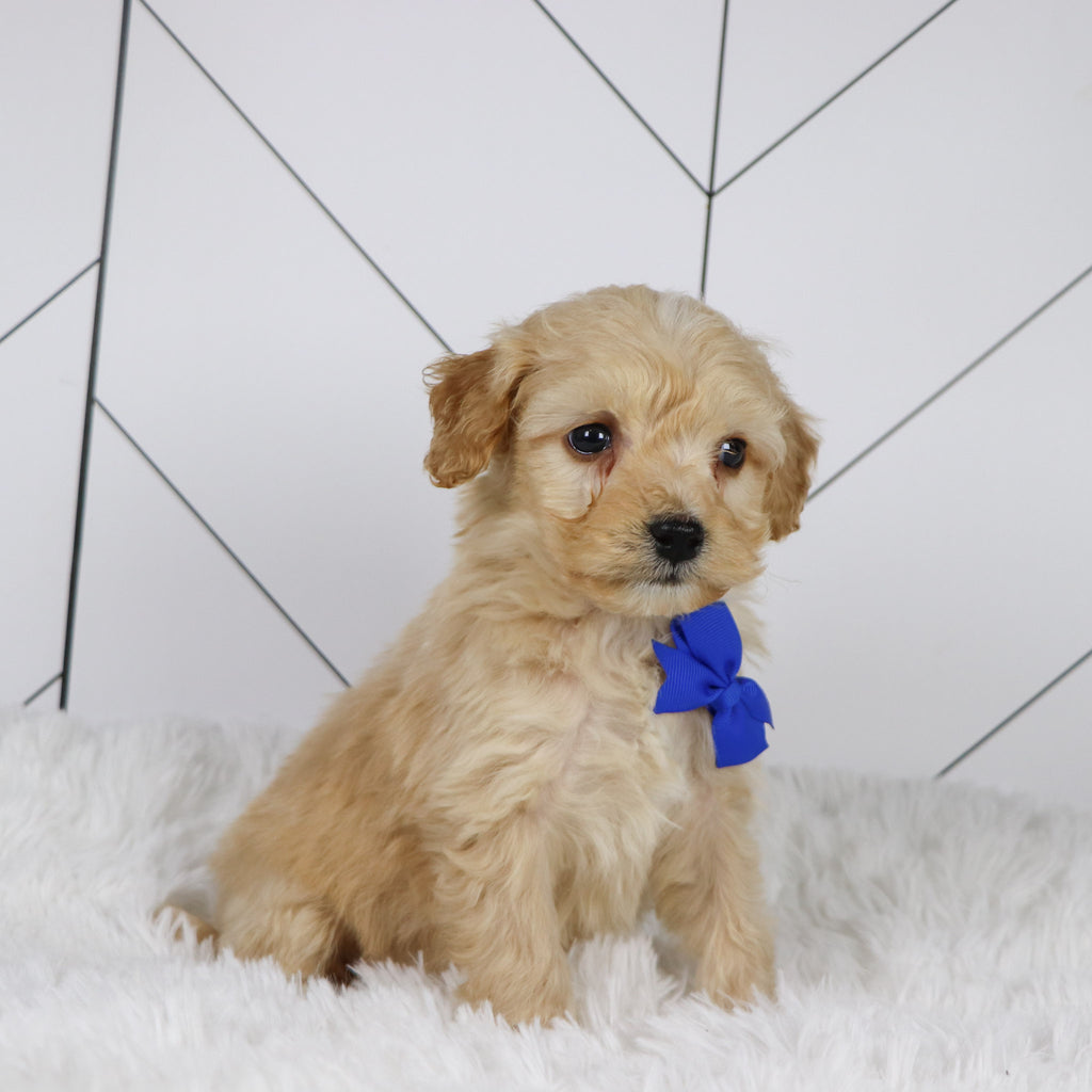 Bexley - Available 1/22