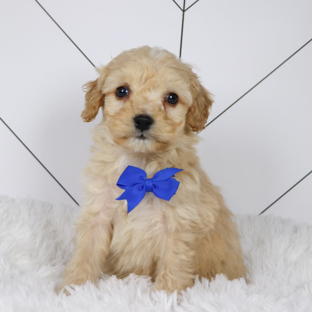 Bexley - Available 1/22