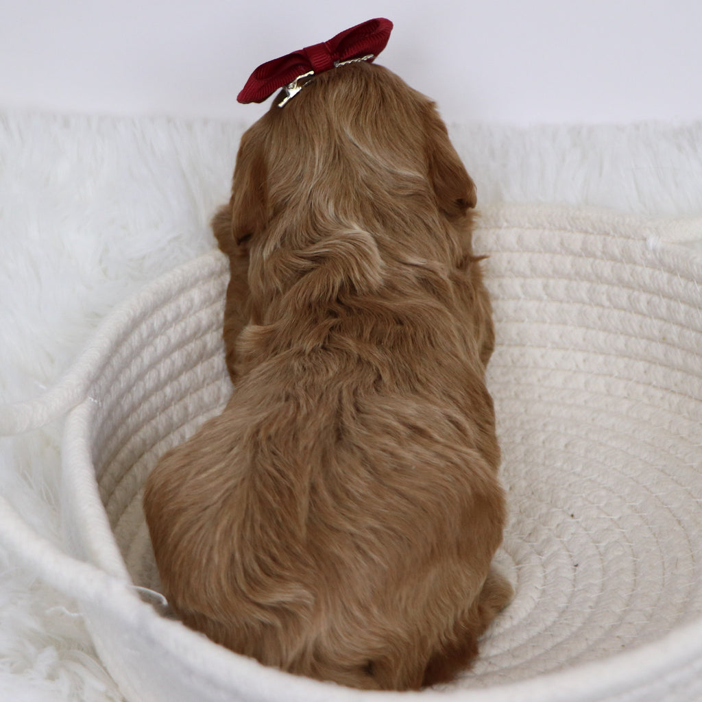 Beyla - Available 12/3