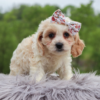 Bianca - Available 5/28