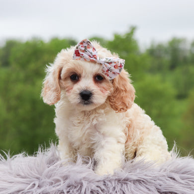 Bianca - Available 5/28