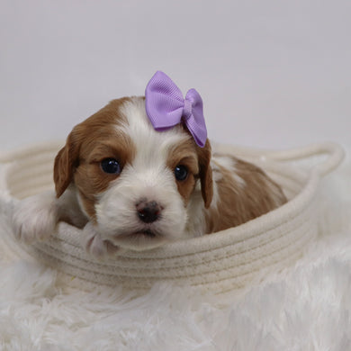 Bibi - Available 12/3