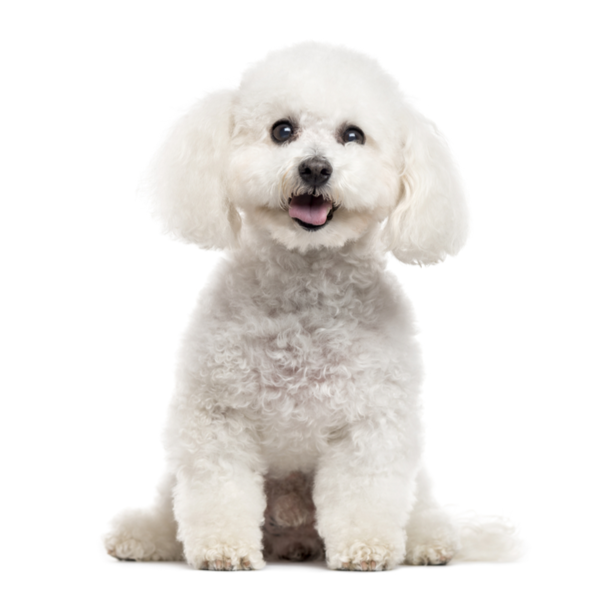 Bichon_Frise