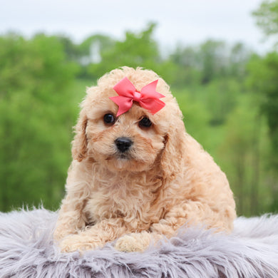 Billie - Available 5/28