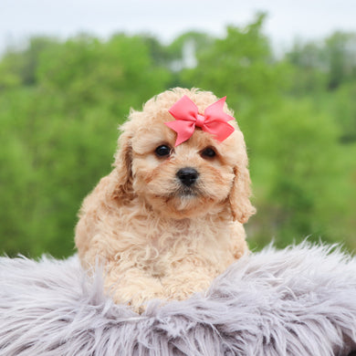 Billie - Available 5/28