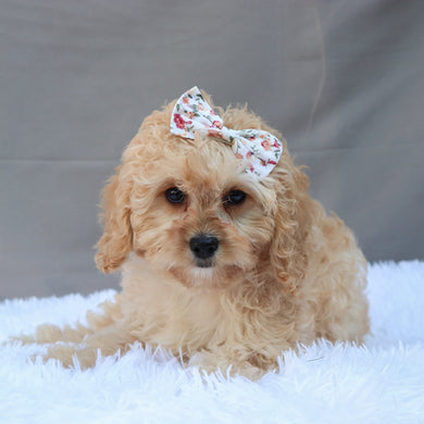 Billie - Available Now