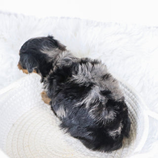 Billie - Available 12/3