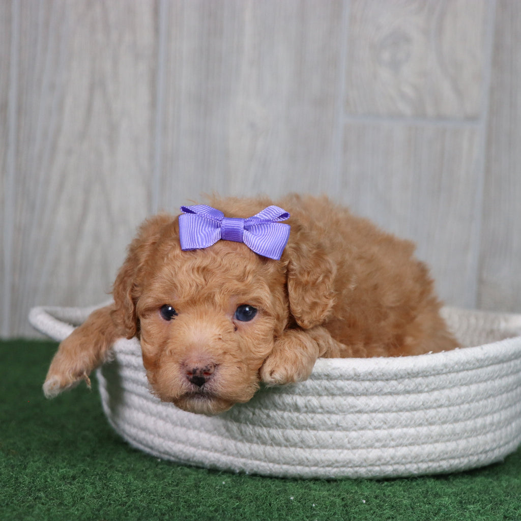 Bindi - Available 5/28