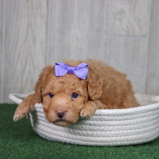 Bindi - Available 5/28