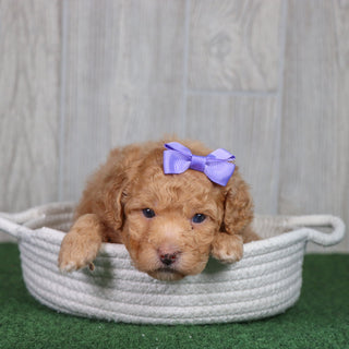 Bindi - Available 5/28
