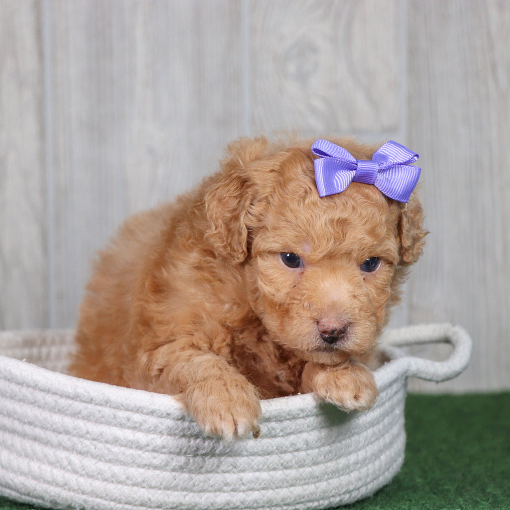 Bindi - Available 5/28