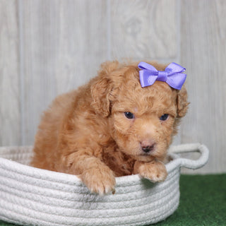 Bindi - Available 5/28