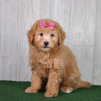 Bindi - Available 5/28