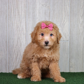 Bindi - Available 5/28