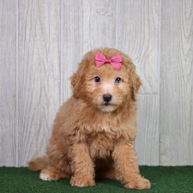 Bindi - Available 5/28