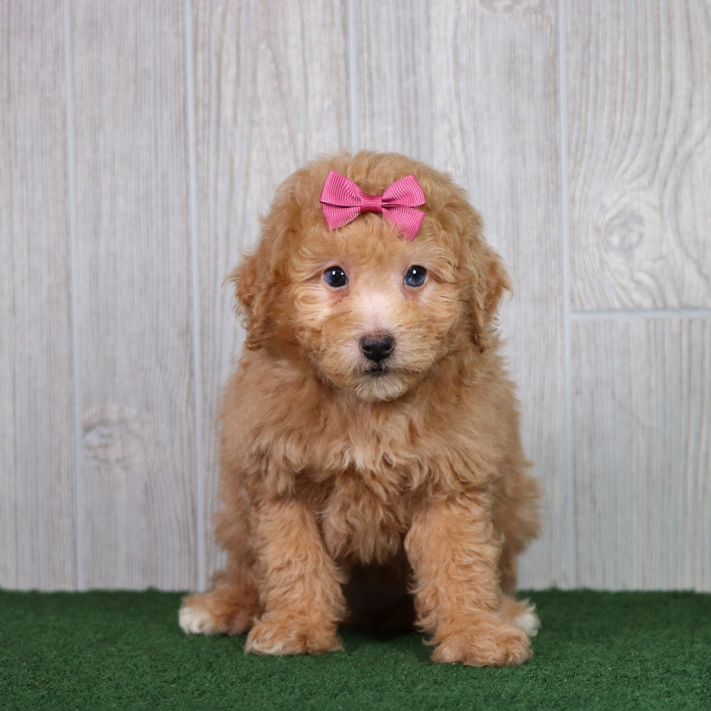 Bindi - Available 5/28