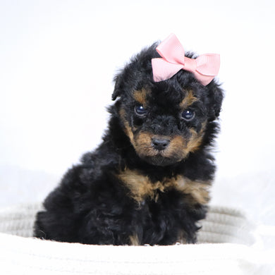 Blaire - Available 12/3