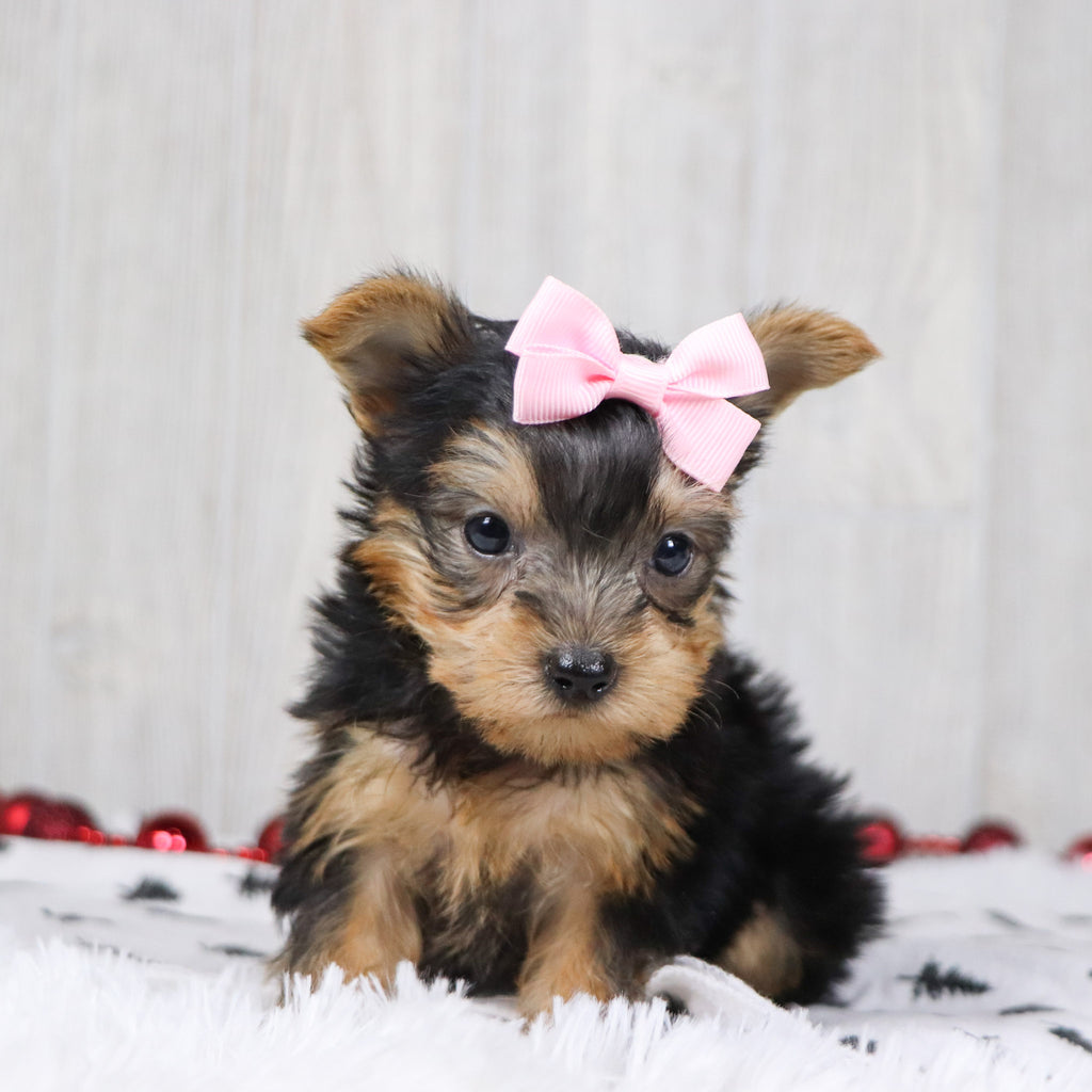 Blanda - Available 12/10