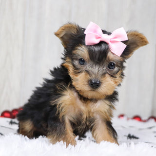 Blanda - Available 12/10