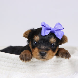 Blanda - Available 12/10