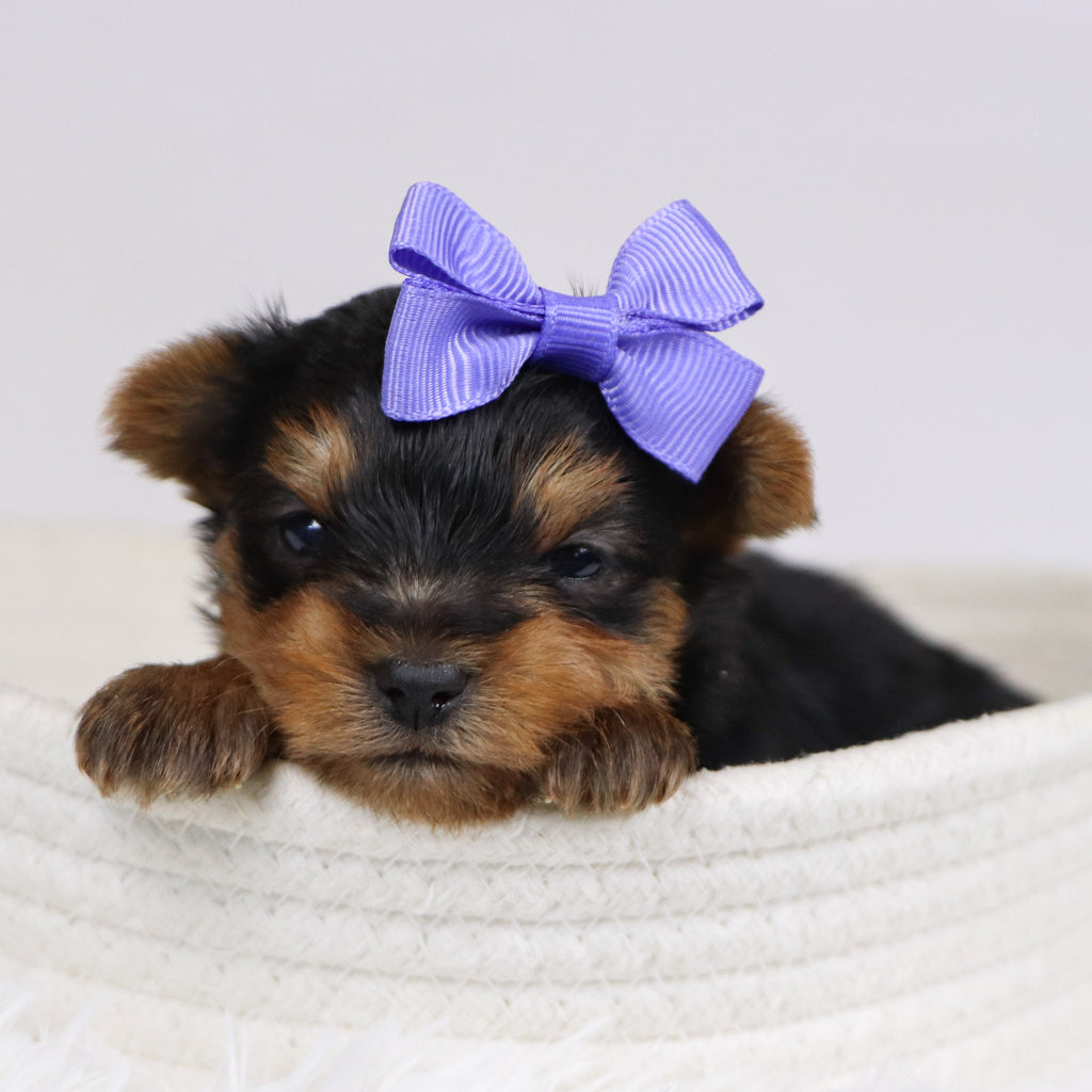 Blanda - Available 12/10