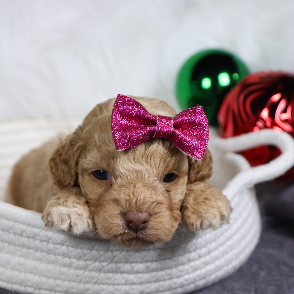 Bliss - Available 1/21