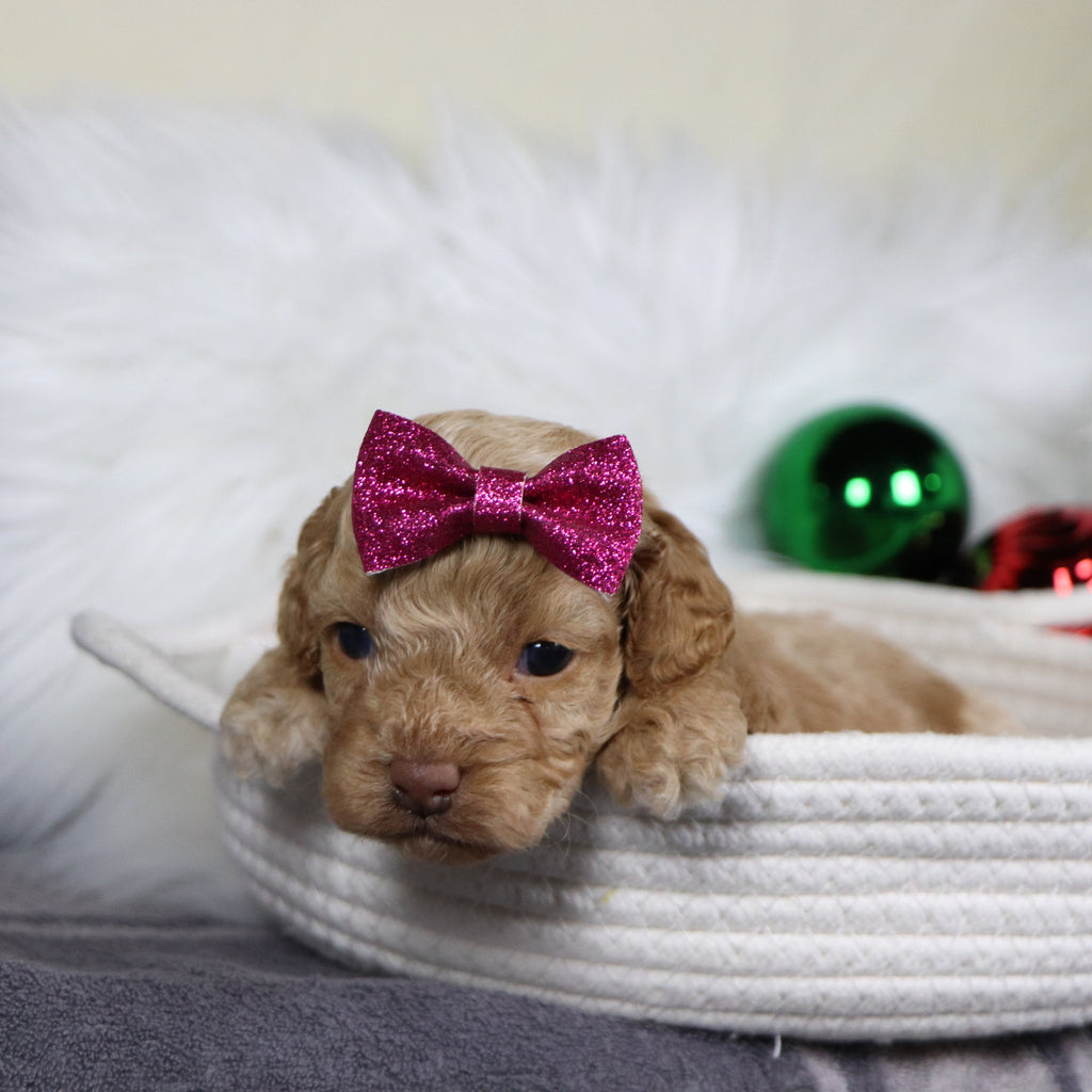 Bliss - Available 1/21