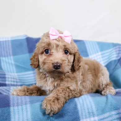 Bliss - Available 1/22