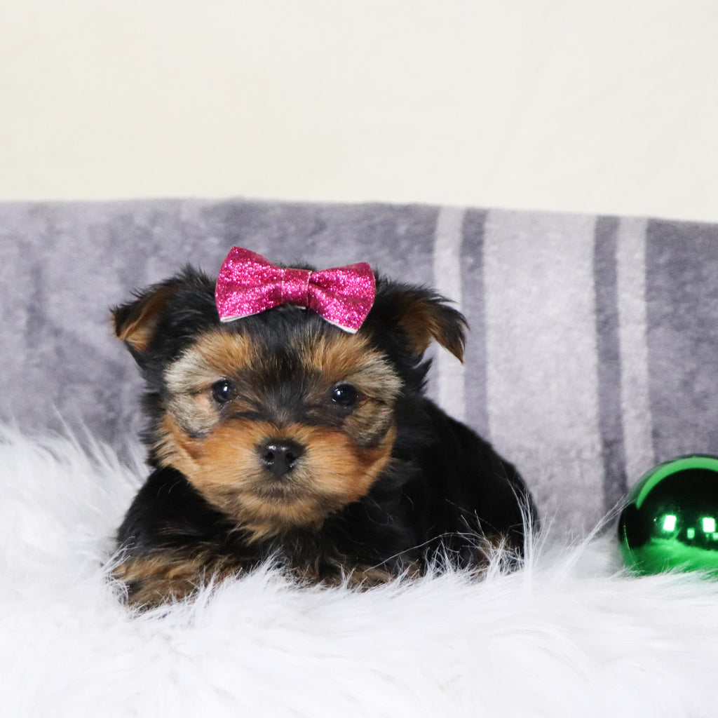 Blizzard - Available 12/31