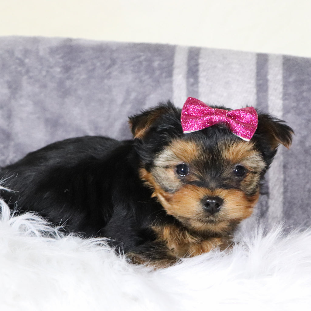 Blizzard - Available 12/31