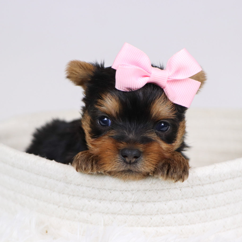 Blossom - Available 12/10