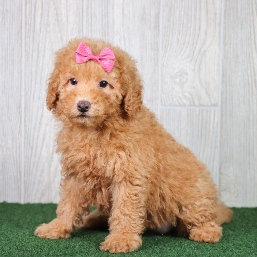 Blossom - Available 5/28