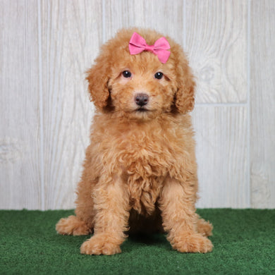 Blossom - Available 5/28