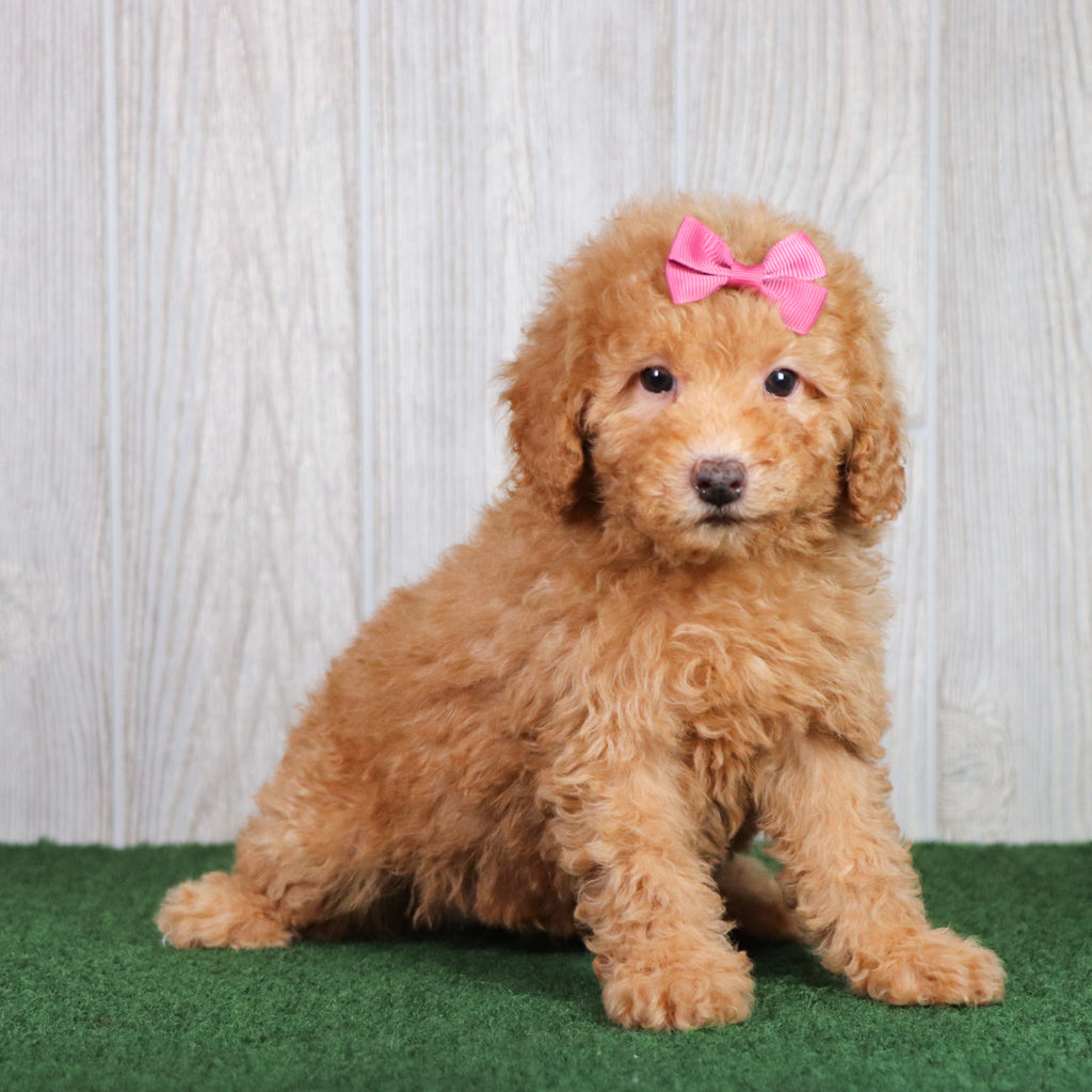 Blossom - Available 5/28