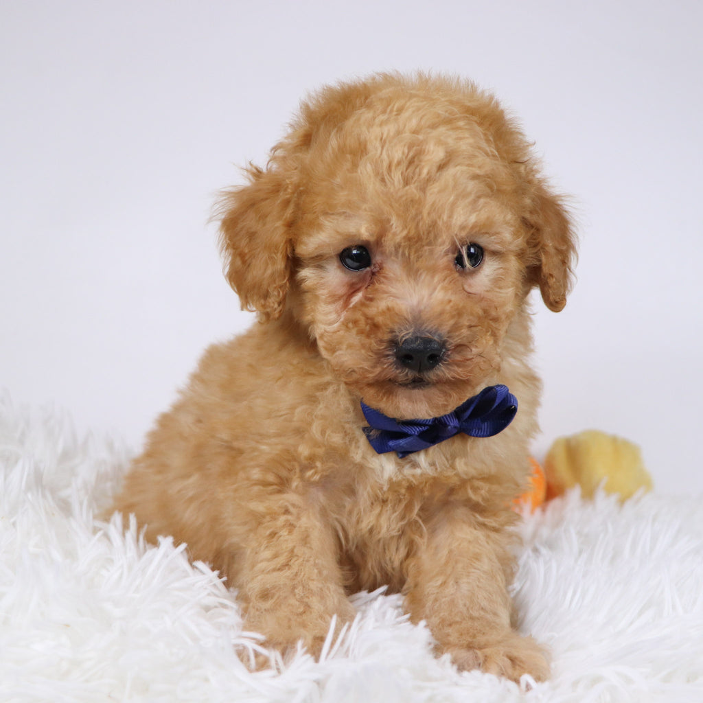 Blue - Available 11/26