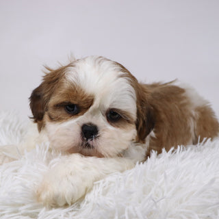 Bobby - Available 11/26