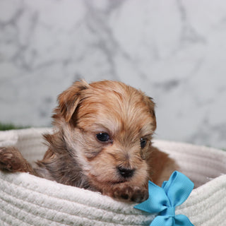 Bobo - Available 5/21