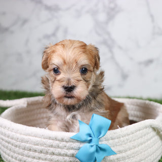 Bobo - Available 5/21