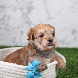Bobo - Available 5/21