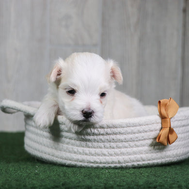 Bogie - Available 6/4